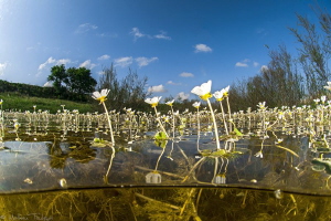 aquatic spring field by Mathieu Foulquié 